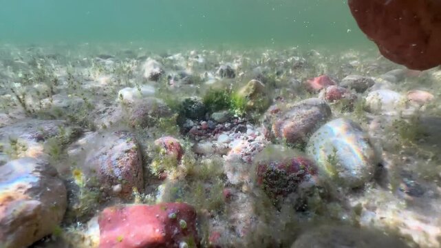 Underwater shot of an European bullhead (Cottus gobio) under a rock that someone is currently removing. Estonia.