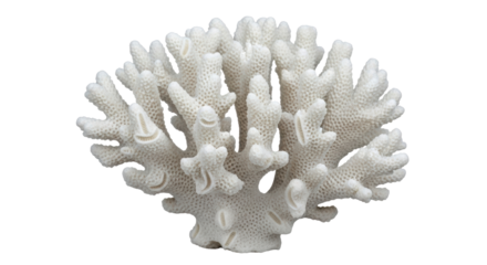 Isolated coral