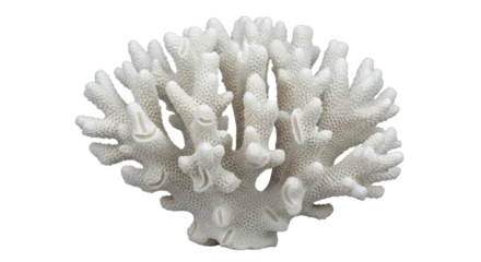 Gardinen Korallentiere Isolated coral  © Niklas