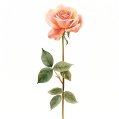 Obraz premium Pastel coquette rose illustration flower art.