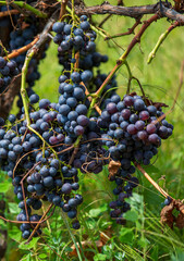 Harvest time and vineyard detail view
