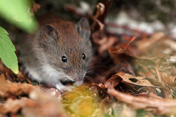Snow vole