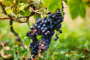 Harvest time and vineyard detail view