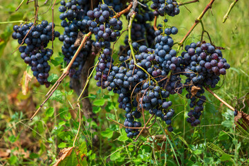 Harvest time and vineyard detail view