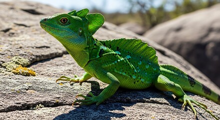 Vibrant Green Plumed Basilisk Lizard on Rock.