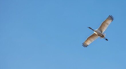 Obraz premium A large white bird with a distinctive bill soars gracefully across a clear blue sky, viewed from below.