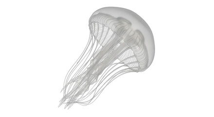 Isolated Translucent Jellyfish © Sarah