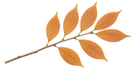 Naklejka premium Isolated Branch with Leaves