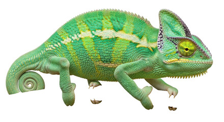 Isolated Vibrant Chameleon