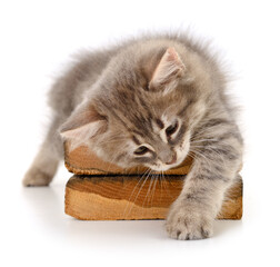 Fluffy gray kitten lying on wooden blocks isolated on white background