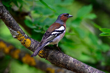 Buchfink // Common Chaffinch (Fringilla coelebs)