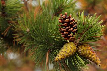 Fototapeta premium Pine cones