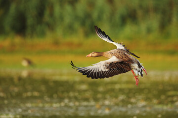 goose in flight