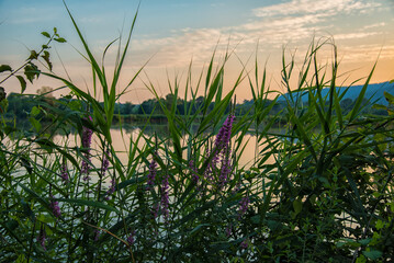 Fototapeta premium sunset over the river