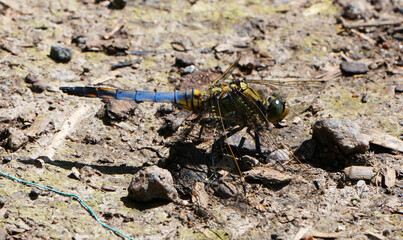 a large blue emperor dragonfly is resting on the ground.