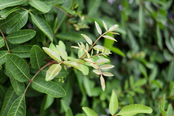Young leaves pink peppercorns or Schinus terebinthifolia on top tree. Another name is Brazilian peppertree, Brazilian pepper, Christmas berry or Florida holly.