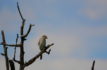 a red-backed shrike is sitting on a dead tree branch.