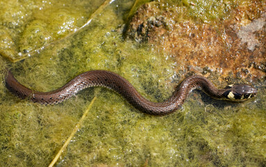 a grass snake is swimming in a pond covered with algae.