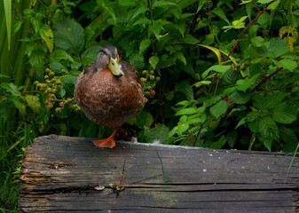a female mallard is standing on a wooden log in front of green leaves.