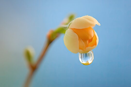 Delicate pale yellow flower bud with a water droplet - Powered by Adobe