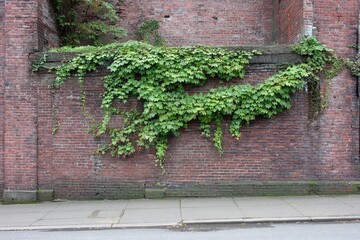 Ivy-covered brick wall along city sidewalk