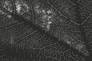 Distressed Grunge Texture Background, Vintage Black and White Gritty Overlay, Abstract Monochrome Vein Pattern