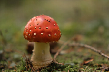 Autumnal background. Amanita muscaria mushroom in a forest. Harvest fungi. Fly agaric, wild poisonous red mushroom against a brown fallen leaves. Fall season. Red-headed hallucinogenic toxic fungus.