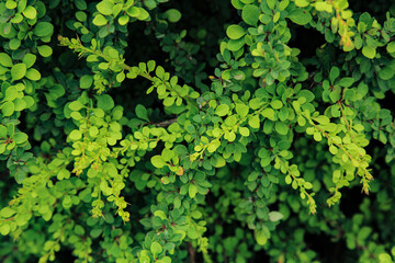 Natural background. Close up of ornamental barberry bush with vibrant green leaves in summer garden