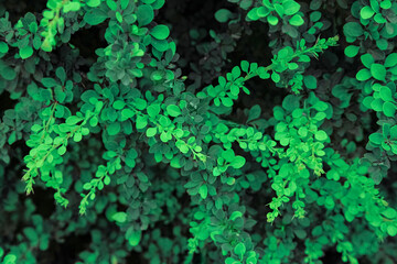 Natural background. Close up of ornamental barberry bush with vibrant green leaves in summer garden