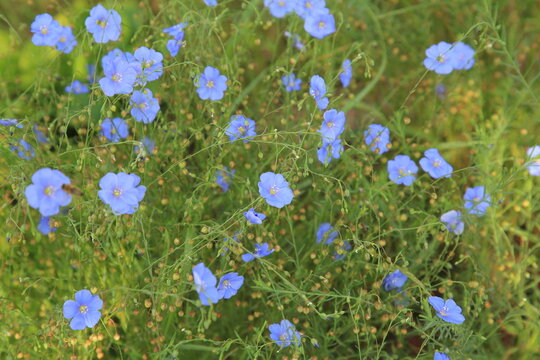 field of blooming blue flax wildflowers. Flowers in the garden. Natural background
