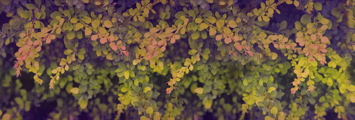 Natural background. Close up of ornamental barberry bush with vibrant green leaves in summer garden