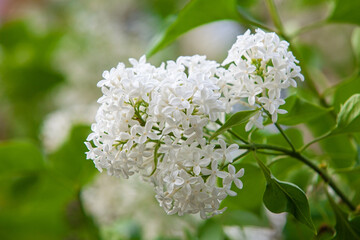Lilac flowers close up