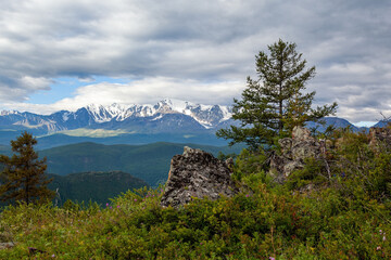 Tree against the backdrop of snowy peaks 