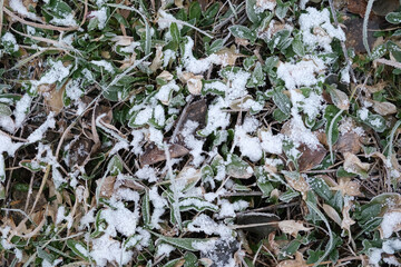 Rime crystals on a fallen leaves Natural background. Frozen wood flooring top view close up. Hoarfrost Forest floor with green grass. Frost, ice, first snow. Early winter. Climate change, environment