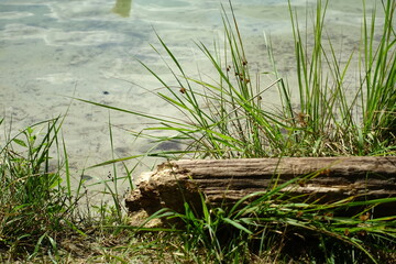 An old brown stump on the shore of the lake
