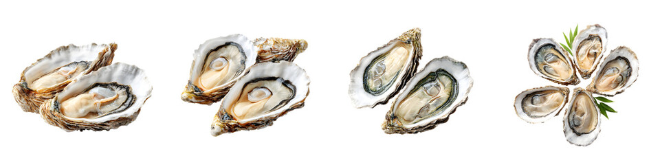 Fresh Oysters Set: Raw Seafood on White Background, Ready to Eat