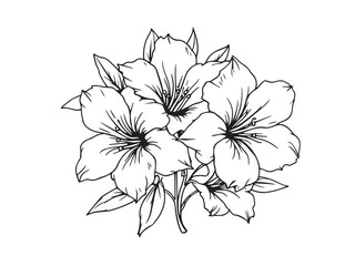 Oleander Botanical Line Art Illustration