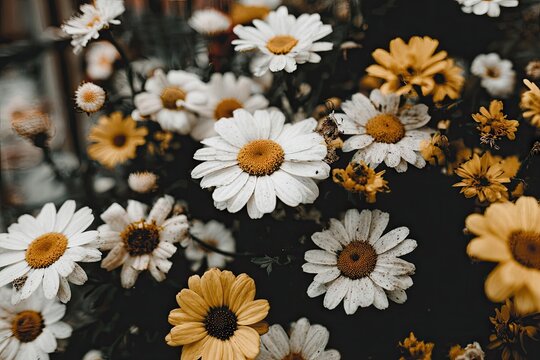 Close-up of white and yellow daisy flowers