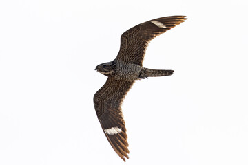 A common nighthawk (Chordeiles minor) in flight