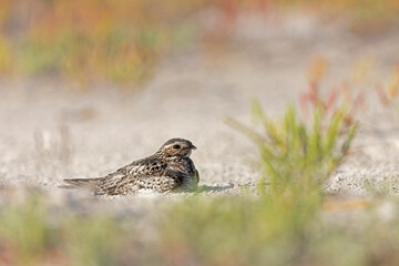 A common nighthawk (Chordeiles minor) resting on the ground.
