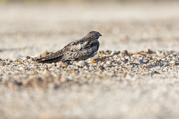 A common nighthawk (Chordeiles minor) resting on the ground.