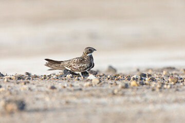 A common nighthawk (Chordeiles minor) resting on the ground.