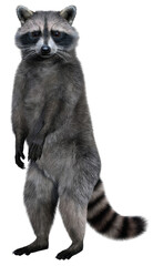 Fototapeta premium Common raccoon with a ringed tail stands on its hind legs and looks at us. 3d rendering on transparent background, no AI used