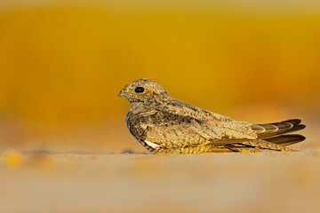 A common nighthawk (Chordeiles minor) resting on the ground.