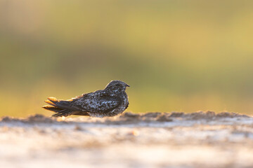 A common nighthawk (Chordeiles minor) resting on the beach.