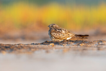 A common nighthawk (Chordeiles minor) resting on the ground.