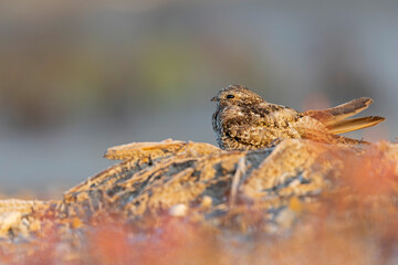 A common nighthawk (Chordeiles minor) resting on the ground.