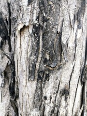 Rough tree bark closeup with cracked texture and aged natural surface detail