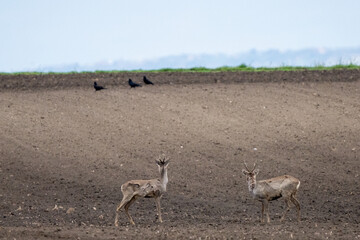 Wildlife animal