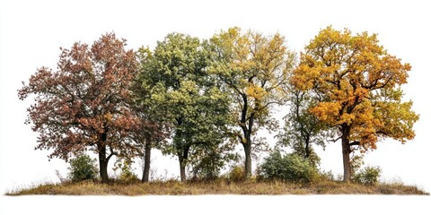 Obraz premium Group of different trees autumn landscape nature.